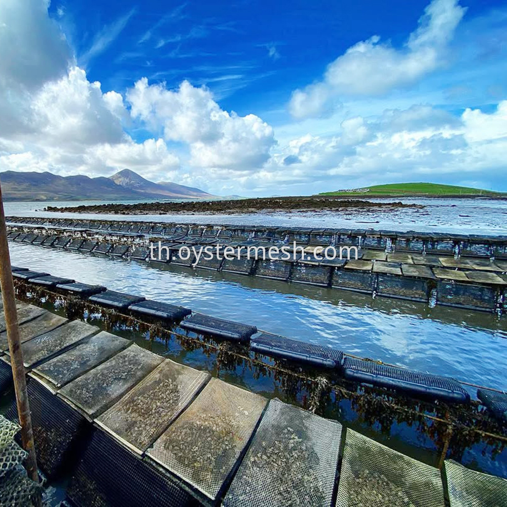 Oyster Aquaculture Floats